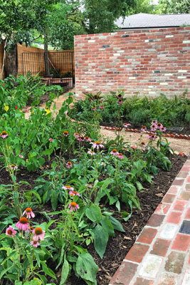 Purple Coneflowers, Coneflowers, Woodland Garden, Houston Landscape Design, Houston Gardens, Houston Landscaping, Houston Butterfly Plants, Houston Woodland Garden, Houston Pollinator Plants