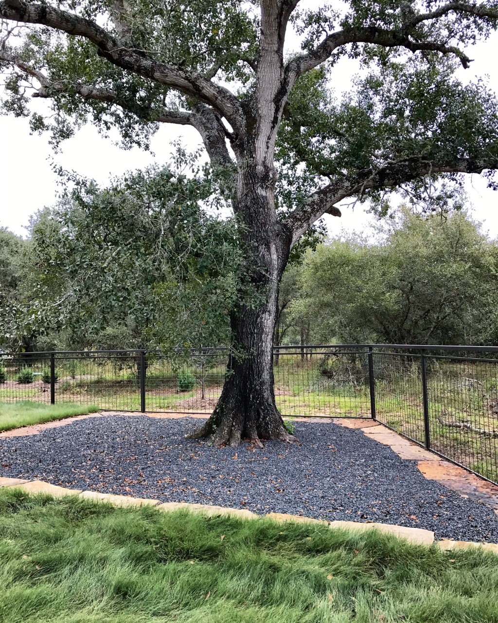 ranch landscaping, modern ranch, texas ranch, texas landscaping, arid landscaping, texas native plants, blackstar gravel, modern landscaping, rh factor, grove hill farm